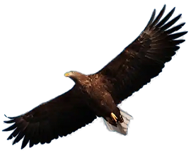 growth icon
